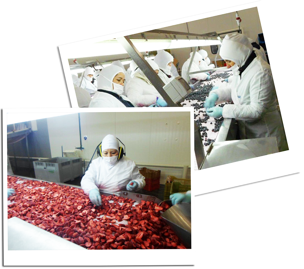 resivisao de produtos